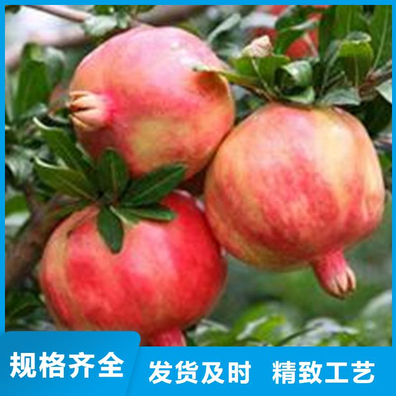 石榴,蘋果苗多家倉(cāng)庫(kù)發(fā)貨