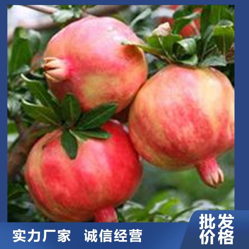 石榴-獼猴桃苗真材實料