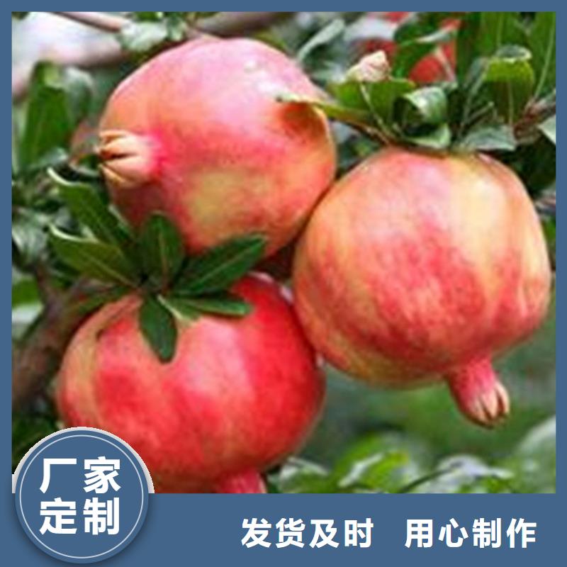 石榴櫻桃苗嚴(yán)格把控質(zhì)量