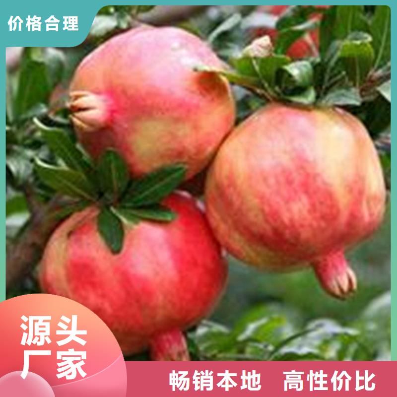 石榴奶油草莓選擇我們沒(méi)錯(cuò)