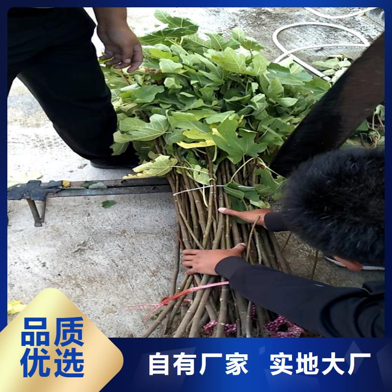无花果-3公分软籽石榴苗质量优选