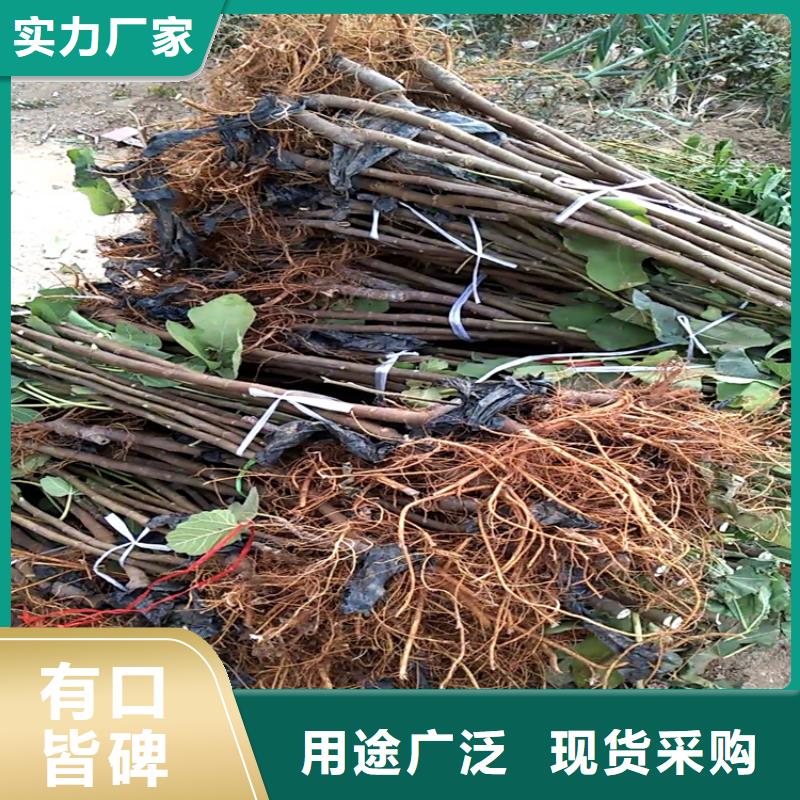 無(wú)花果奶油草莓一手貨源源頭廠家