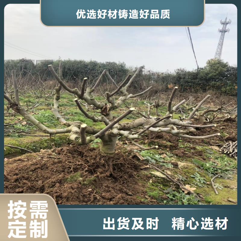 無花果櫻桃苗材質(zhì)實在