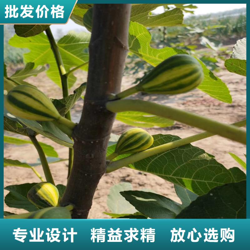无花果-桃树苗工艺精细质保长久