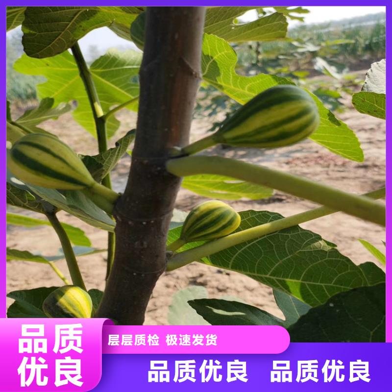 無花果櫻桃苗材質(zhì)實(shí)在