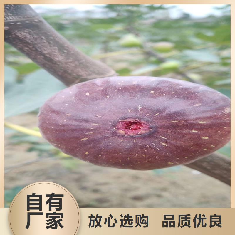 无花果樱桃苗材质实在