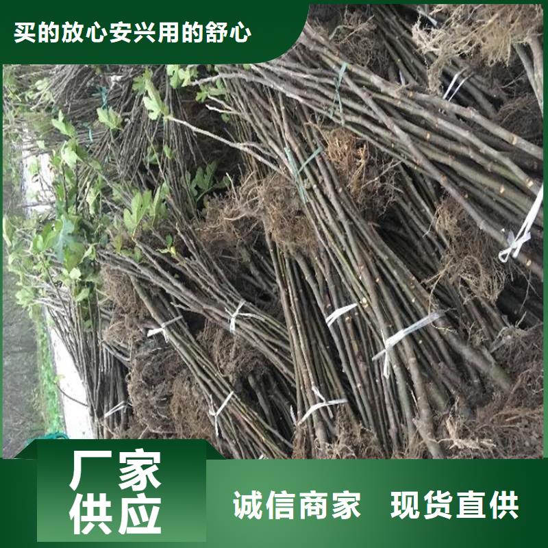 無花果-石榴樹隨心所欲定制