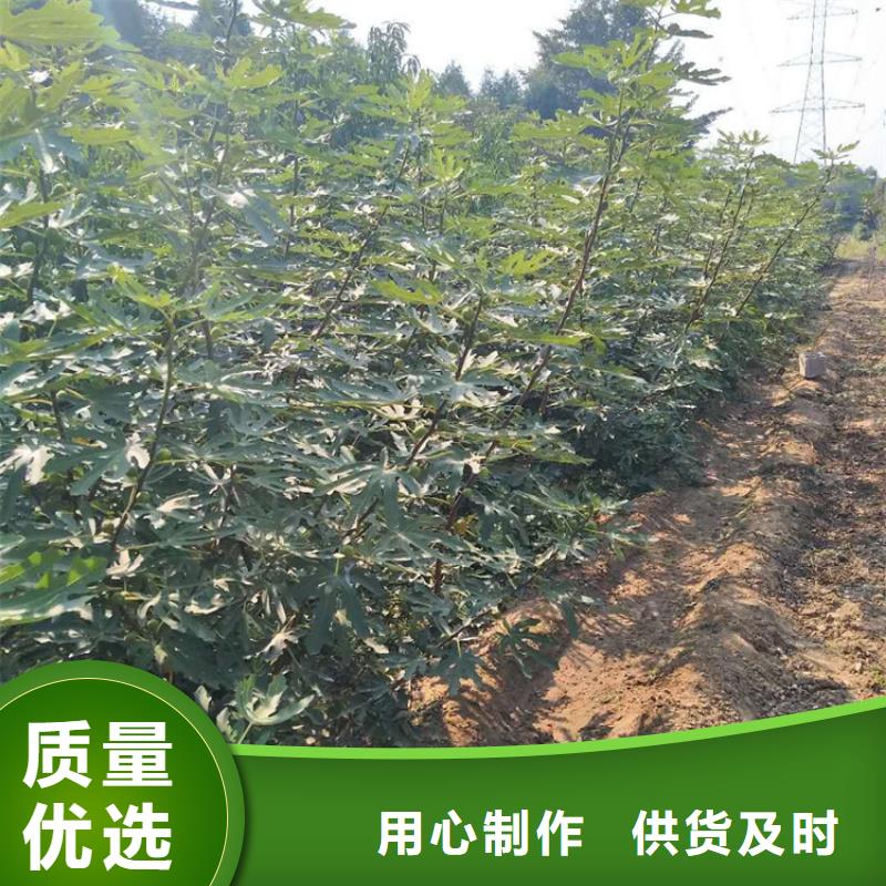 无花果樱桃苗材质实在