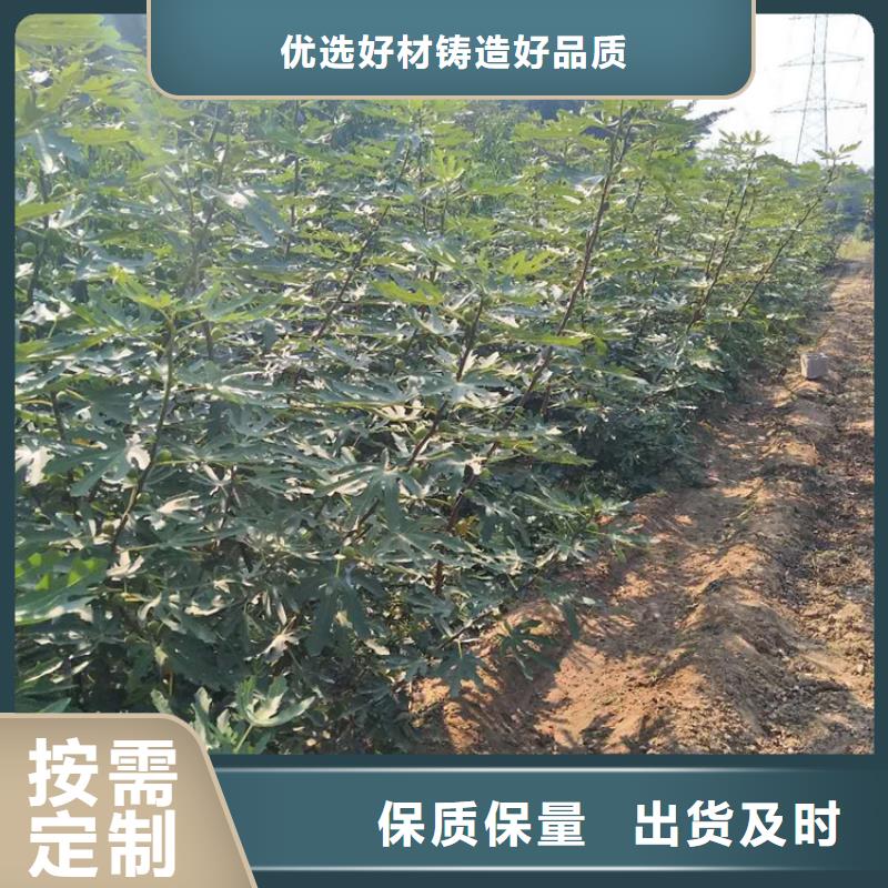 無(wú)花果蘋果苗支持大批量采購(gòu)
