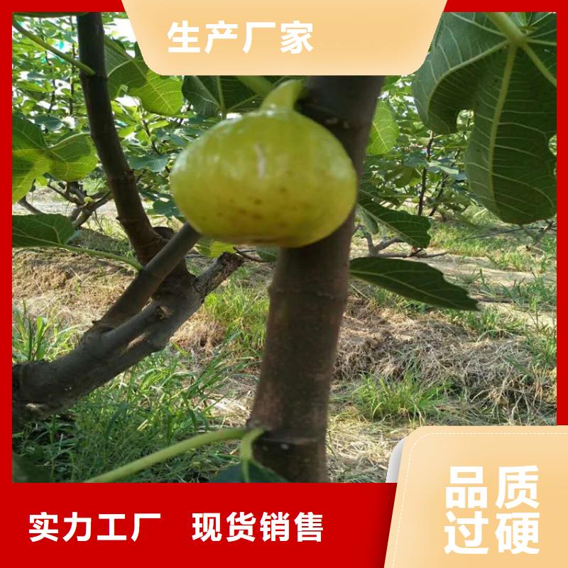 無花果-3公分軟籽石榴苗質(zhì)量優(yōu)選