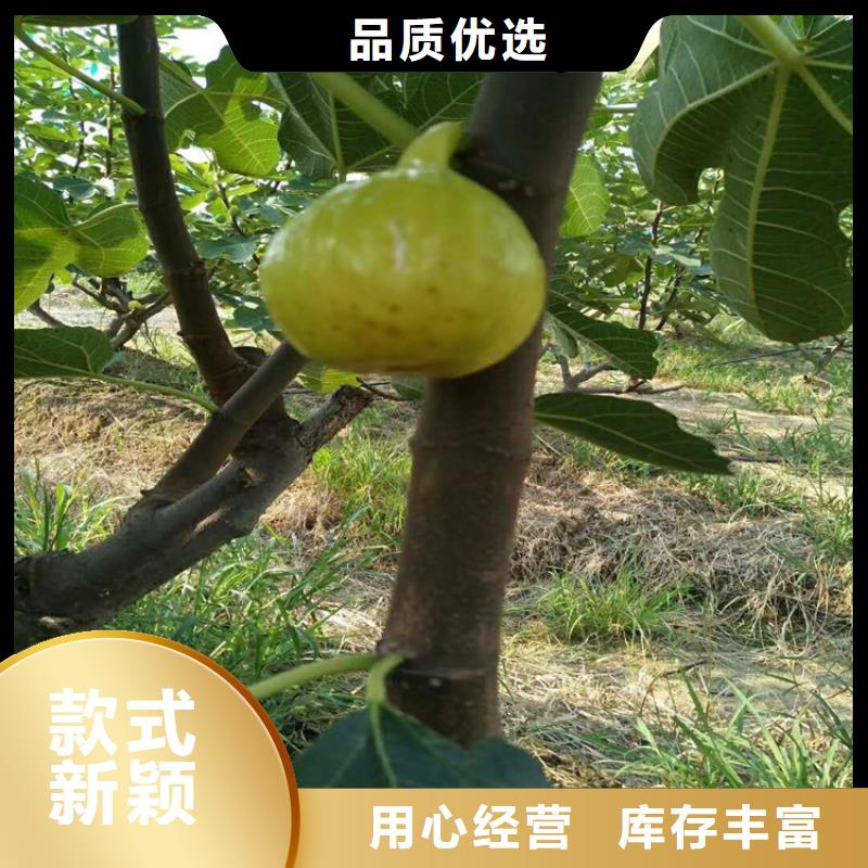 無花果-石榴樹隨心所欲定制