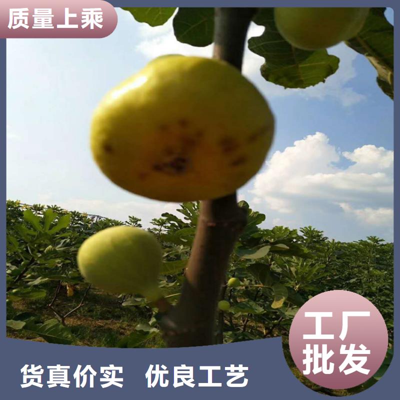 无花果桃树苗厂家规格全
