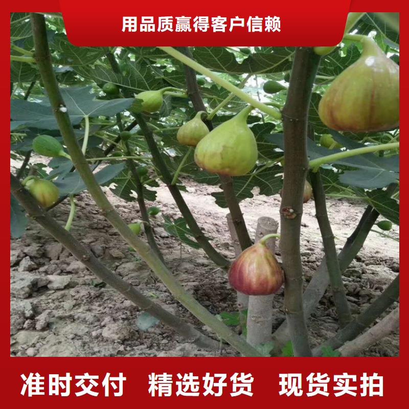 無花果-石榴樹隨心所欲定制