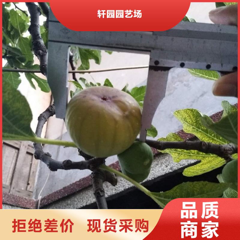 無花果-3公分軟籽石榴苗質(zhì)量優(yōu)選