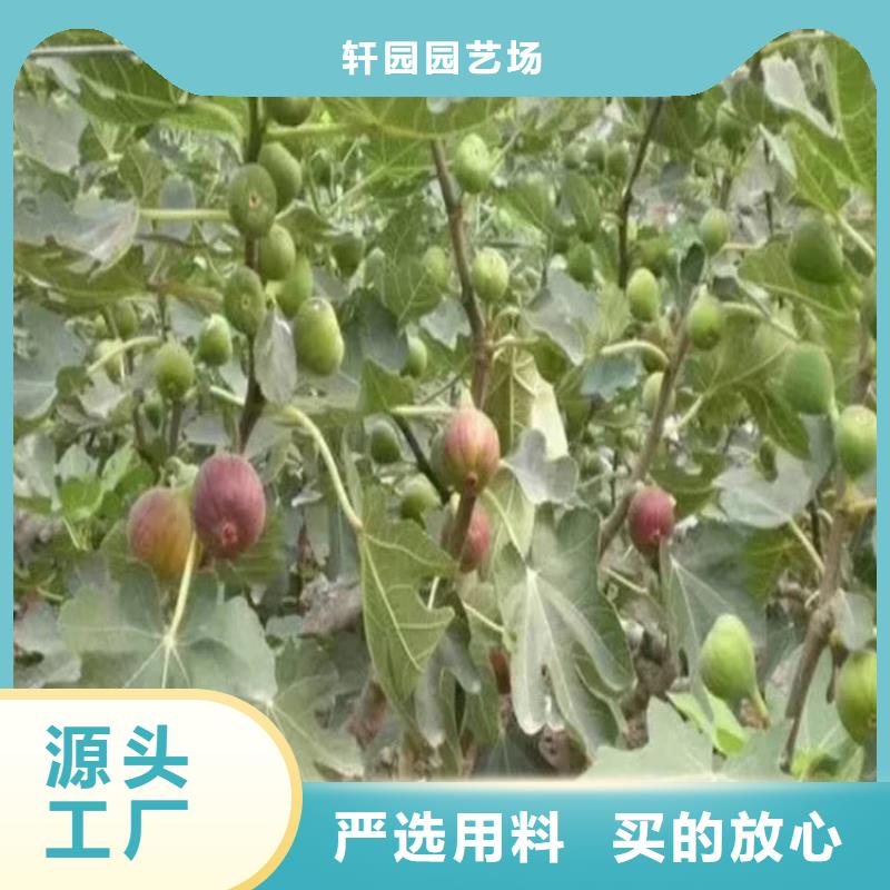 無(wú)花果蘋果苗支持大批量采購(gòu)