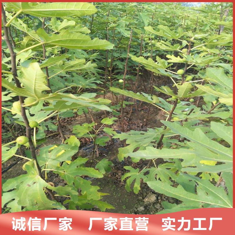 无花果-桃树苗工艺精细质保长久