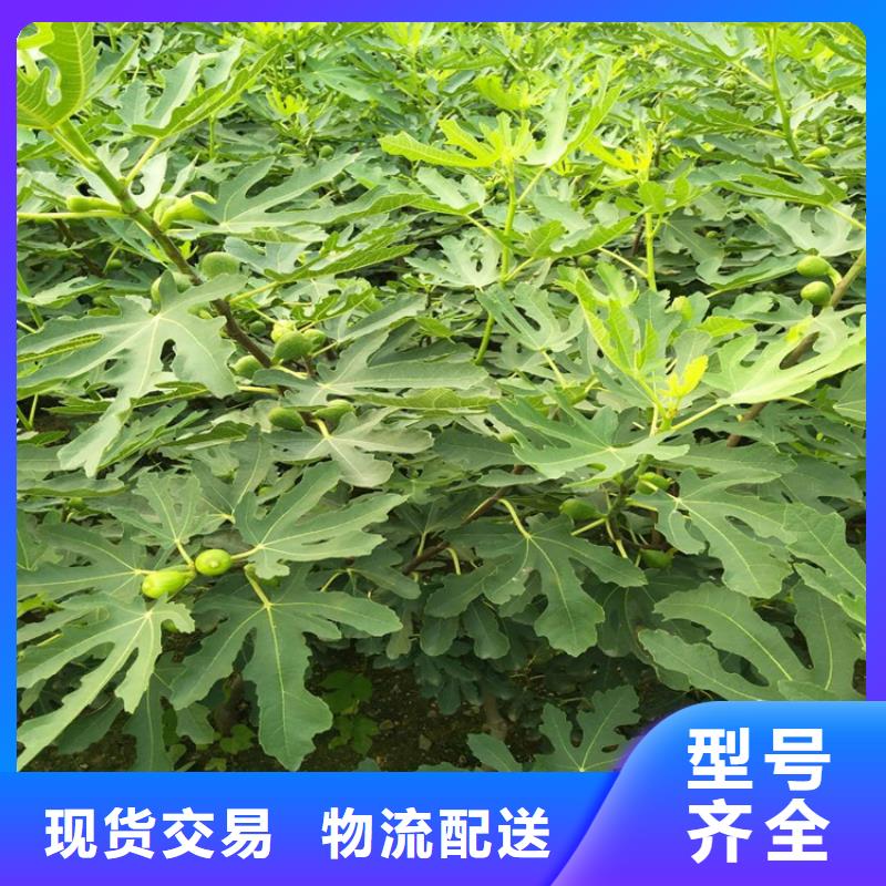 无花果北美冬青精工细致打造