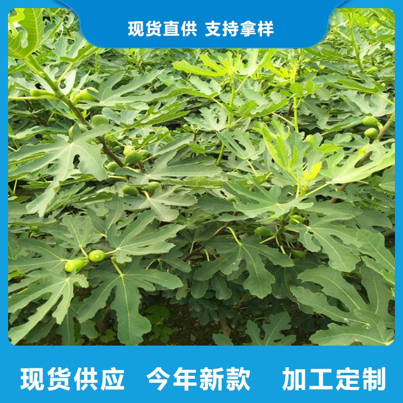 無花果-3公分軟籽石榴苗質(zhì)量優(yōu)選