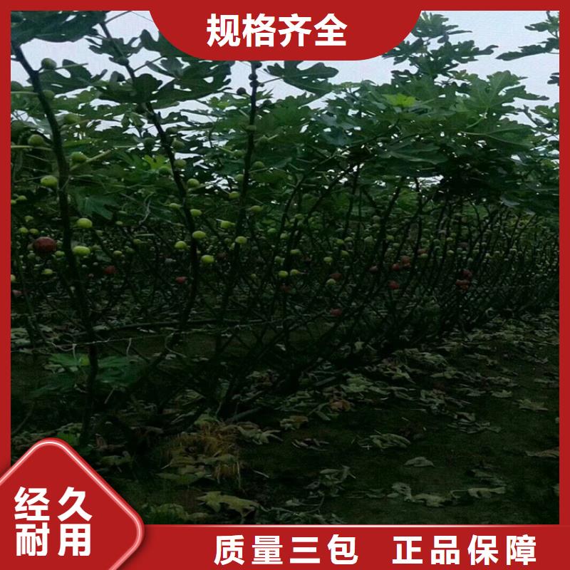 无花果北美冬青精工细致打造