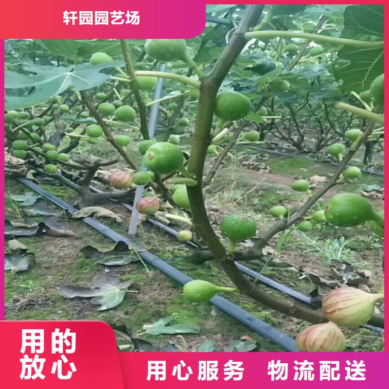 無花果-3公分軟籽石榴苗質(zhì)量優(yōu)選