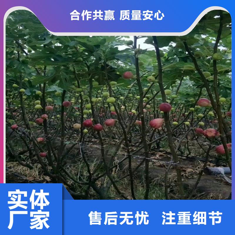無花果櫻桃苗材質(zhì)實在