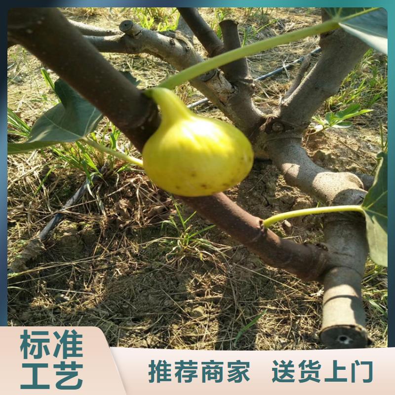 無(wú)花果蘋果苗支持大批量采購(gòu)