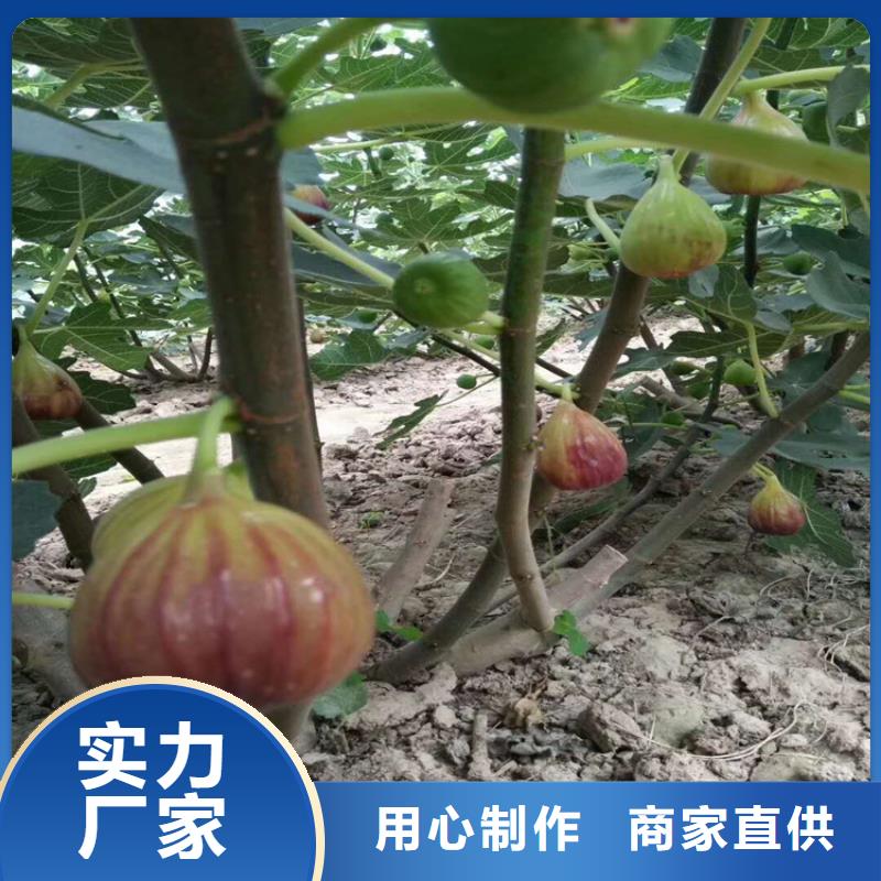 無花果-3公分軟籽石榴苗質(zhì)量優(yōu)選