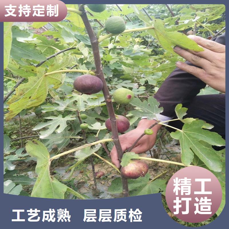 无花果北美冬青精工细致打造