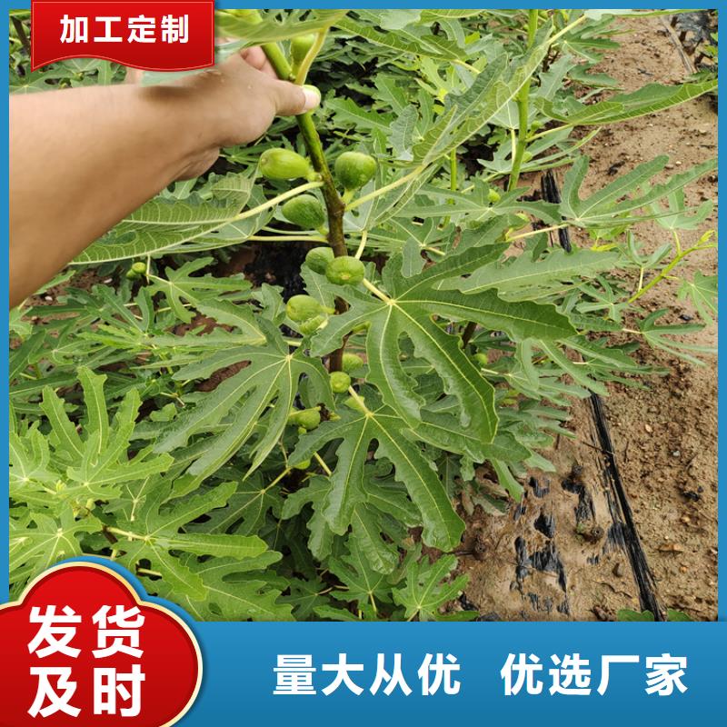 無(wú)花果蘋果苗支持大批量采購(gòu)