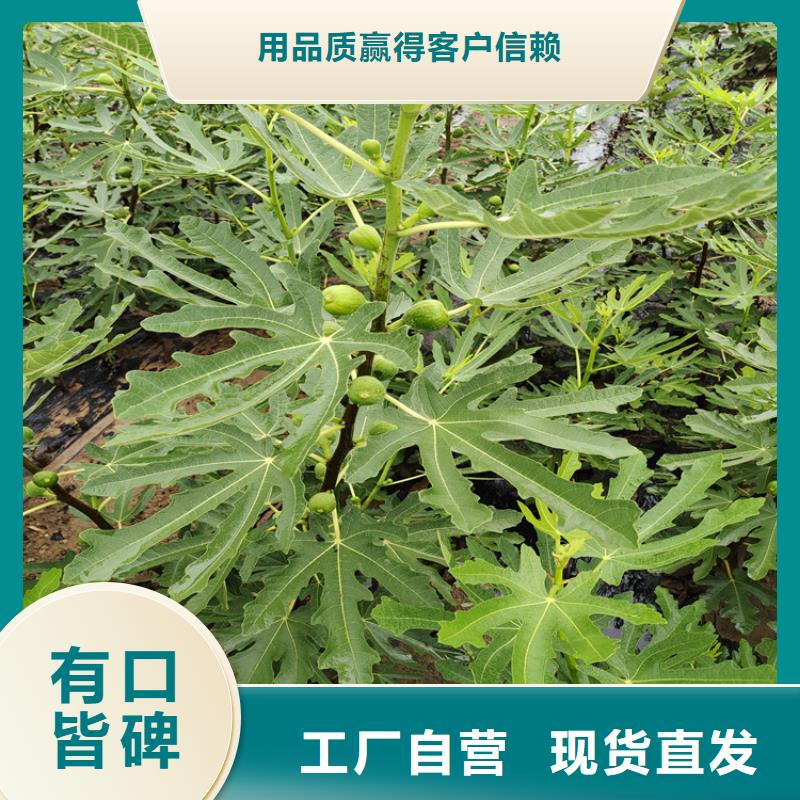 无花果桃树苗厂家规格全