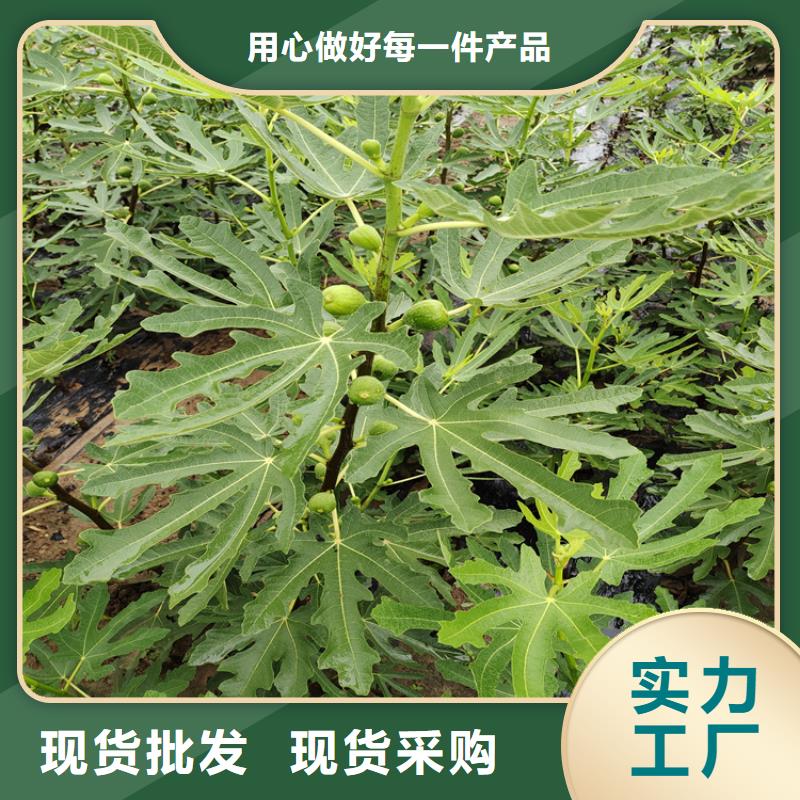 無花果-3公分軟籽石榴苗質(zhì)量優(yōu)選