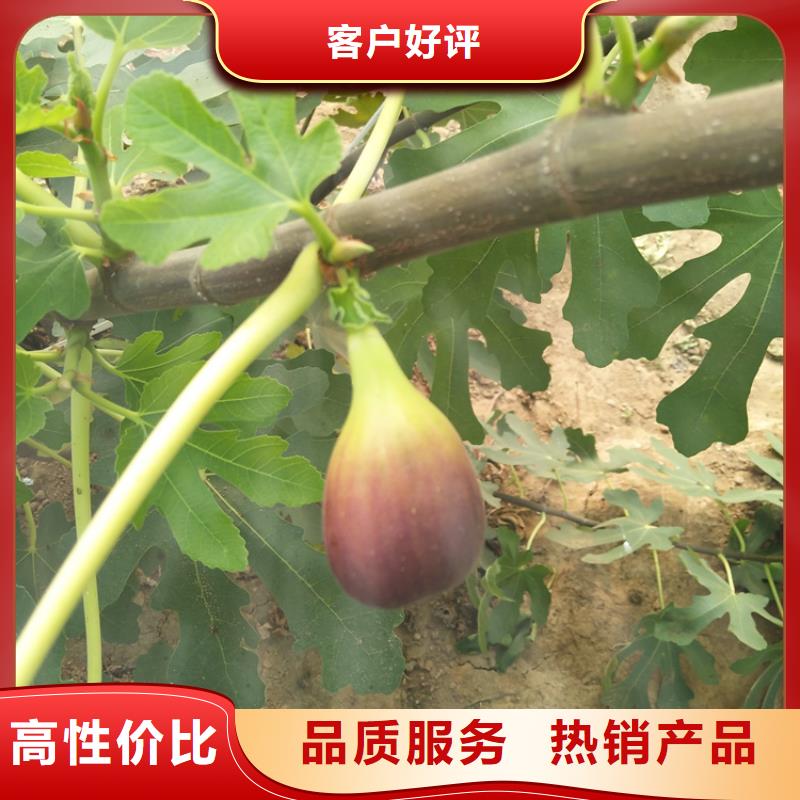 无花果-3公分软籽石榴苗质量优选