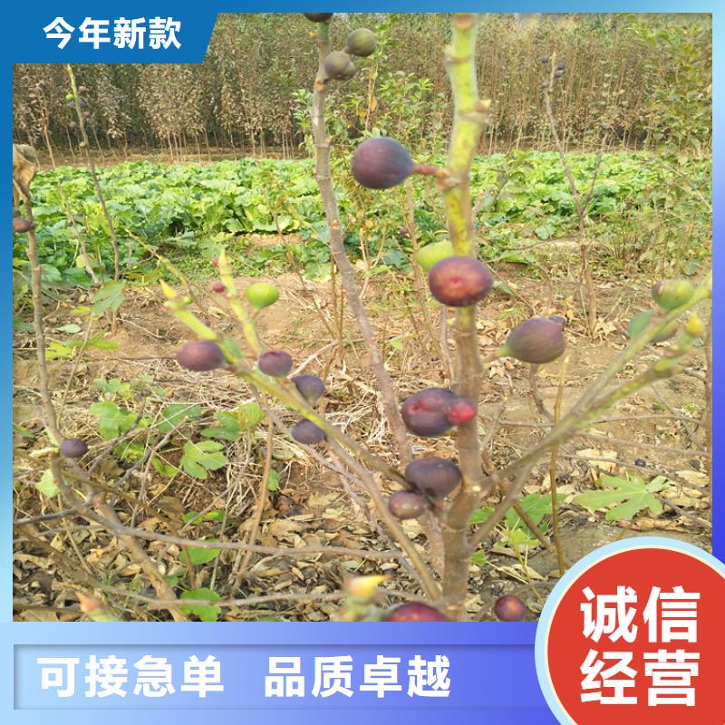 無花果-3公分軟籽石榴苗質(zhì)量優(yōu)選