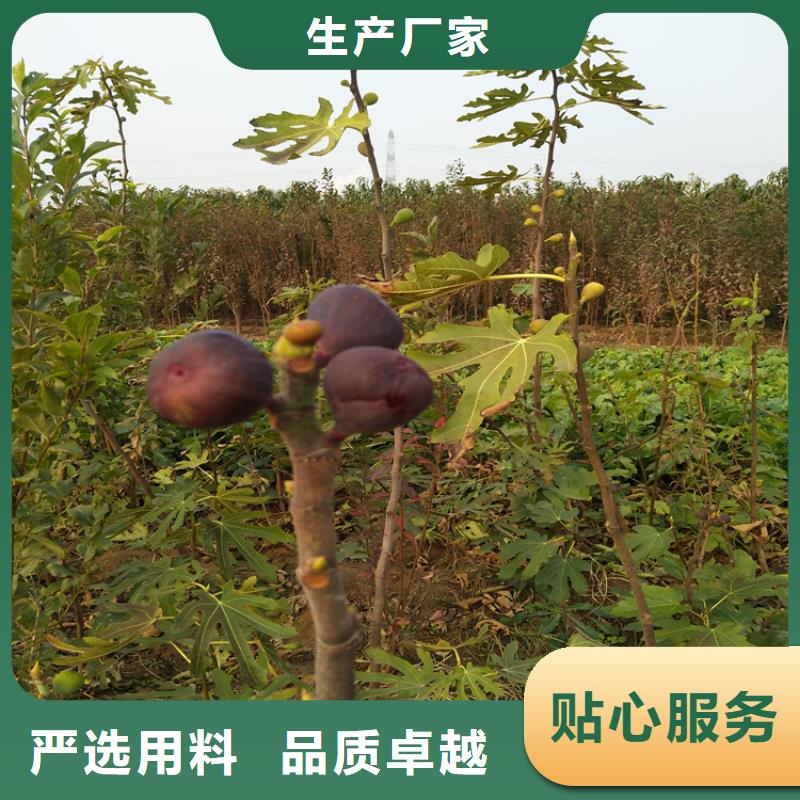 无花果-桃树苗工艺精细质保长久