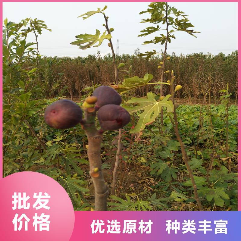 无花果-3公分软籽石榴苗质量优选