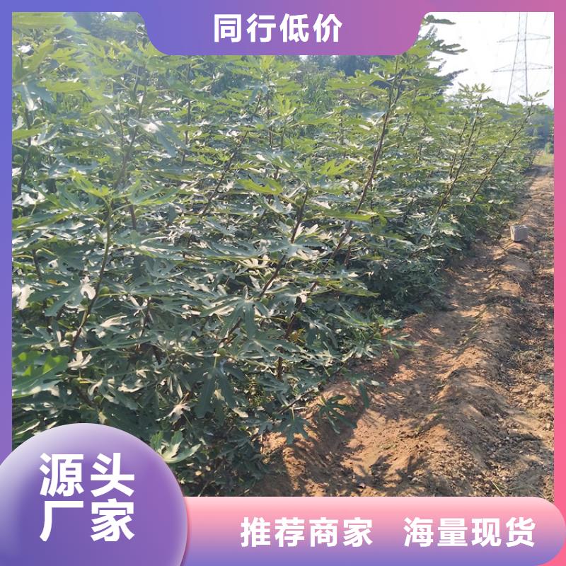 无花果-3公分软籽石榴苗质量优选