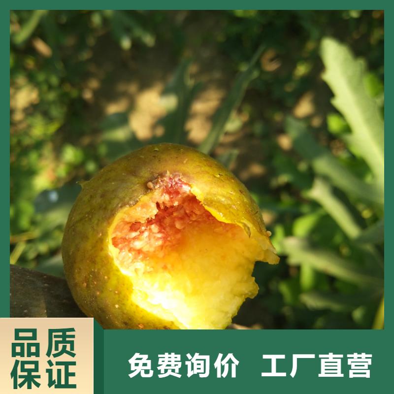无花果桃树苗厂家规格全
