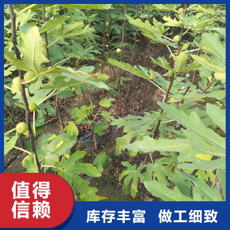 無花果-石榴樹隨心所欲定制