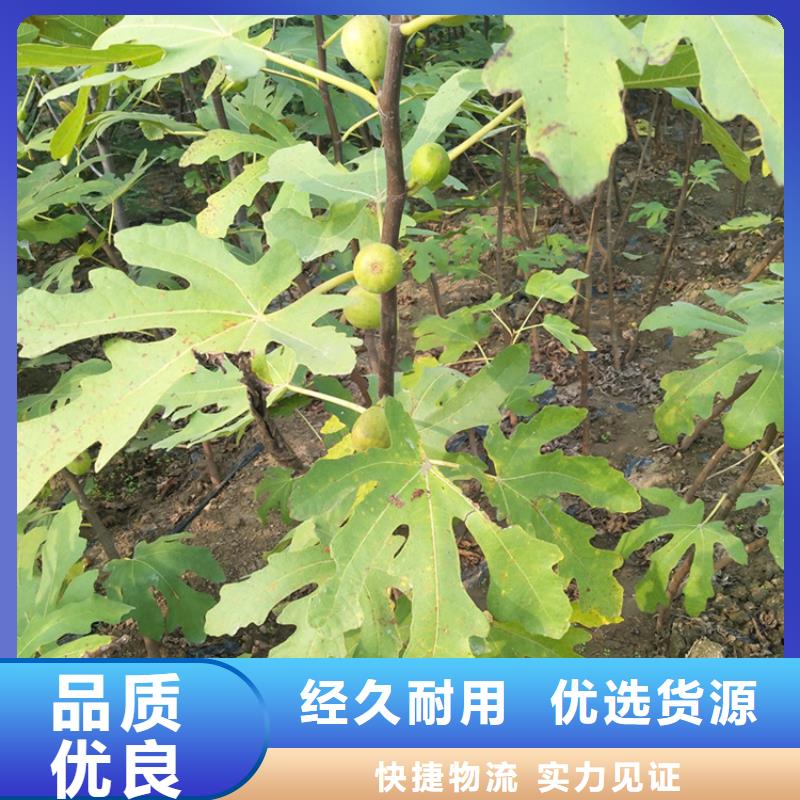 無花果櫻桃苗材質(zhì)實在