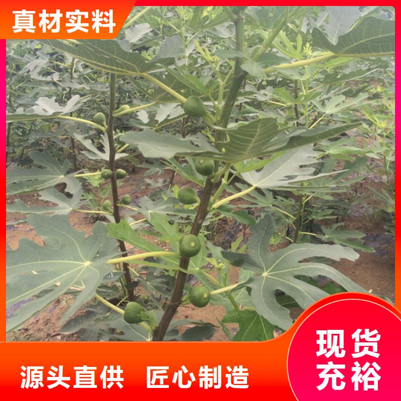 无花果北美冬青精工细致打造