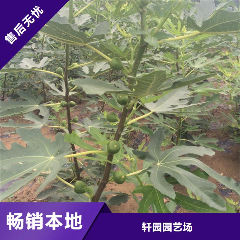 无花果-3公分软籽石榴苗质量优选