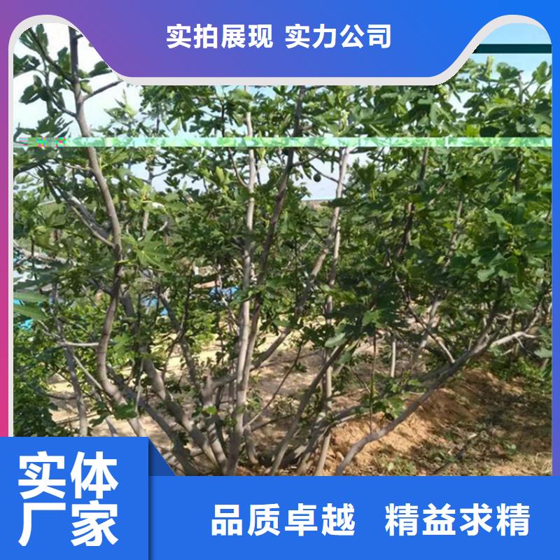 无花果樱桃苗材质实在