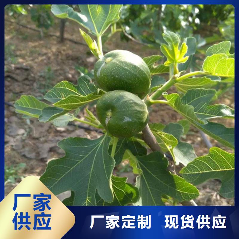 無(wú)花果奶油草莓一手貨源源頭廠家