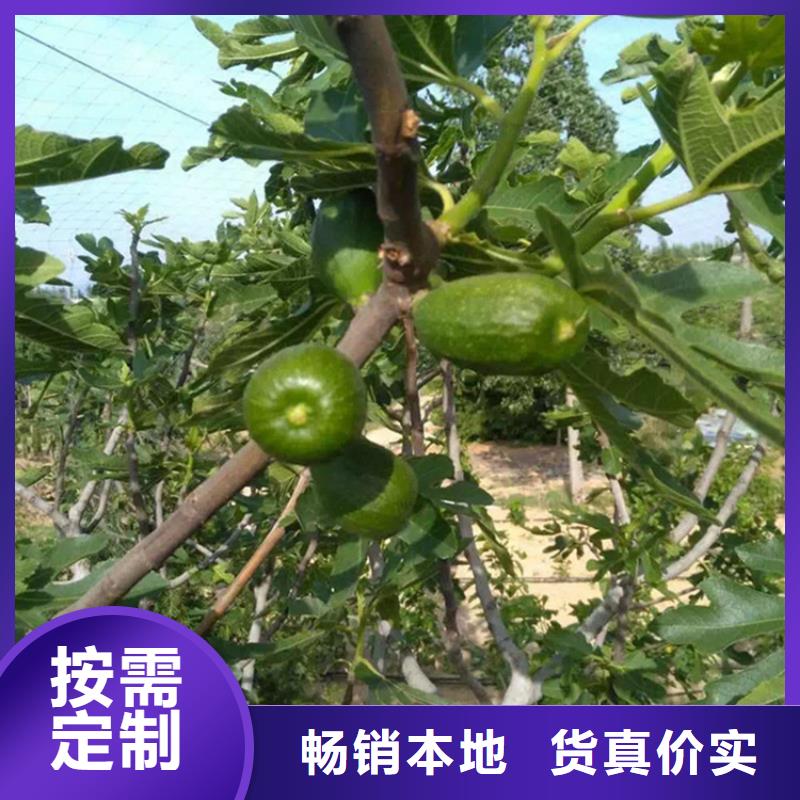 无花果樱桃苗材质实在