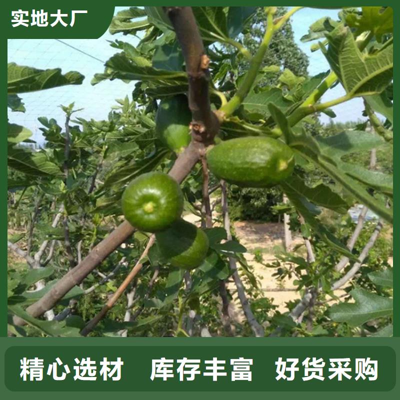 无花果北美冬青精工细致打造