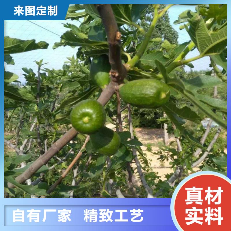 無花果櫻桃苗材質(zhì)實在