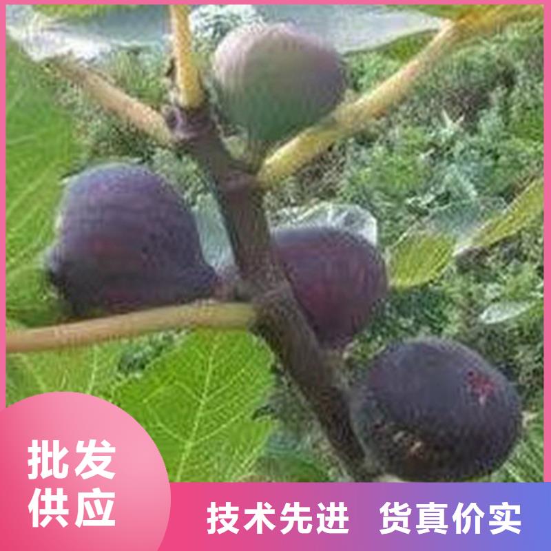 無花果-石榴樹隨心所欲定制
