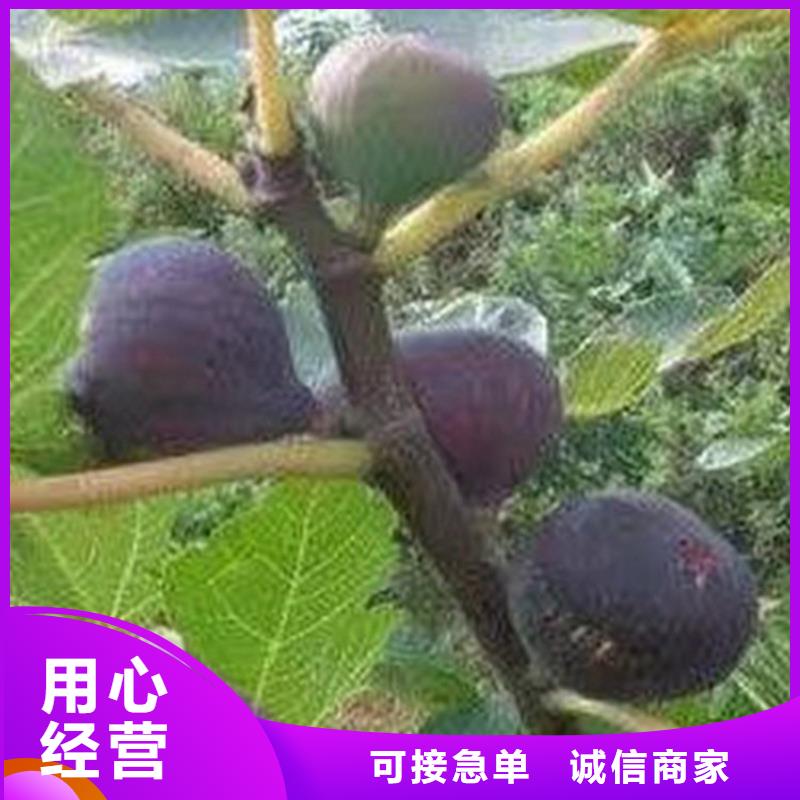 无花果北美冬青精工细致打造