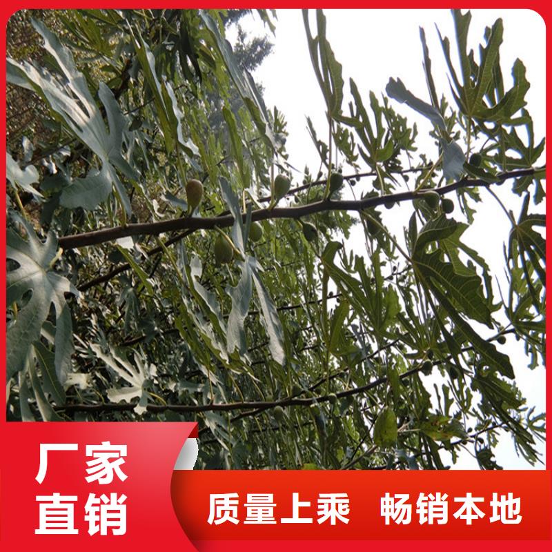 無花果-3公分軟籽石榴苗質(zhì)量優(yōu)選