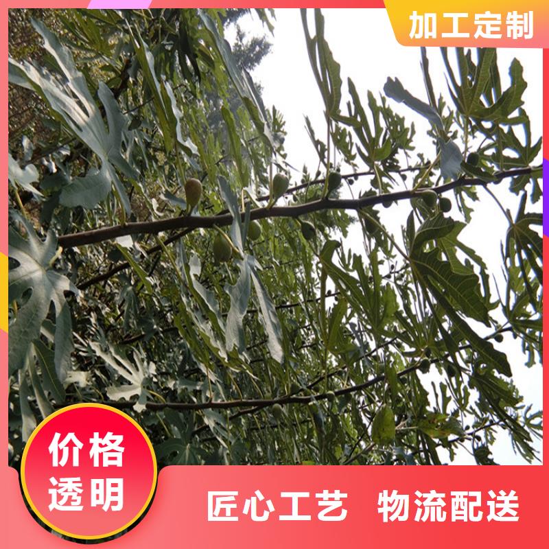無花果櫻桃苗材質(zhì)實(shí)在